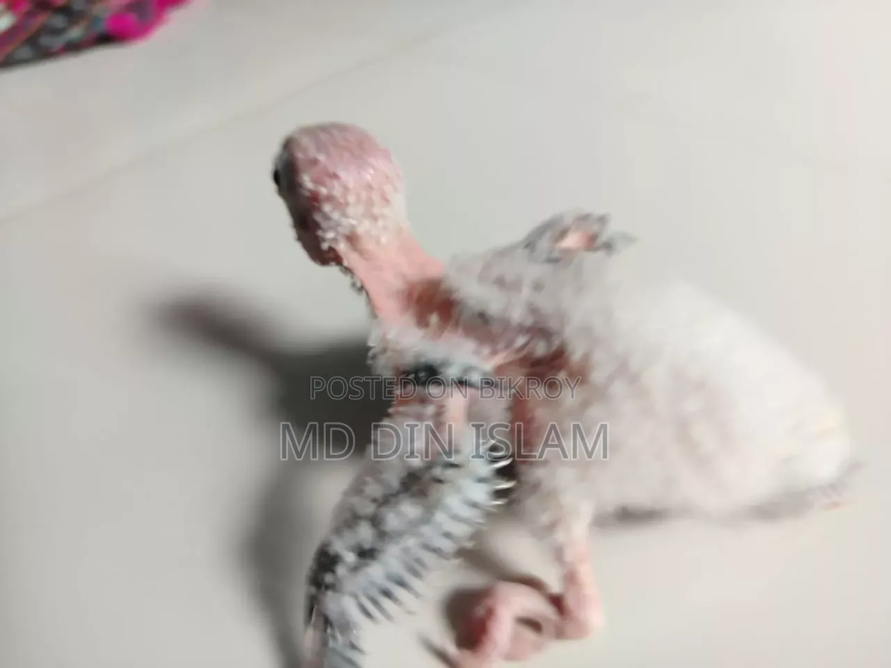 পাইন আপেল কুনুর