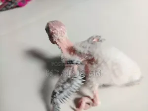 পাইন আপেল কুনুর