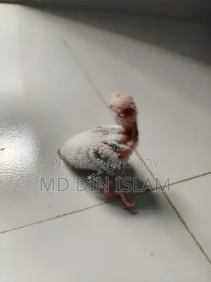পাইন আপেল কুনুর