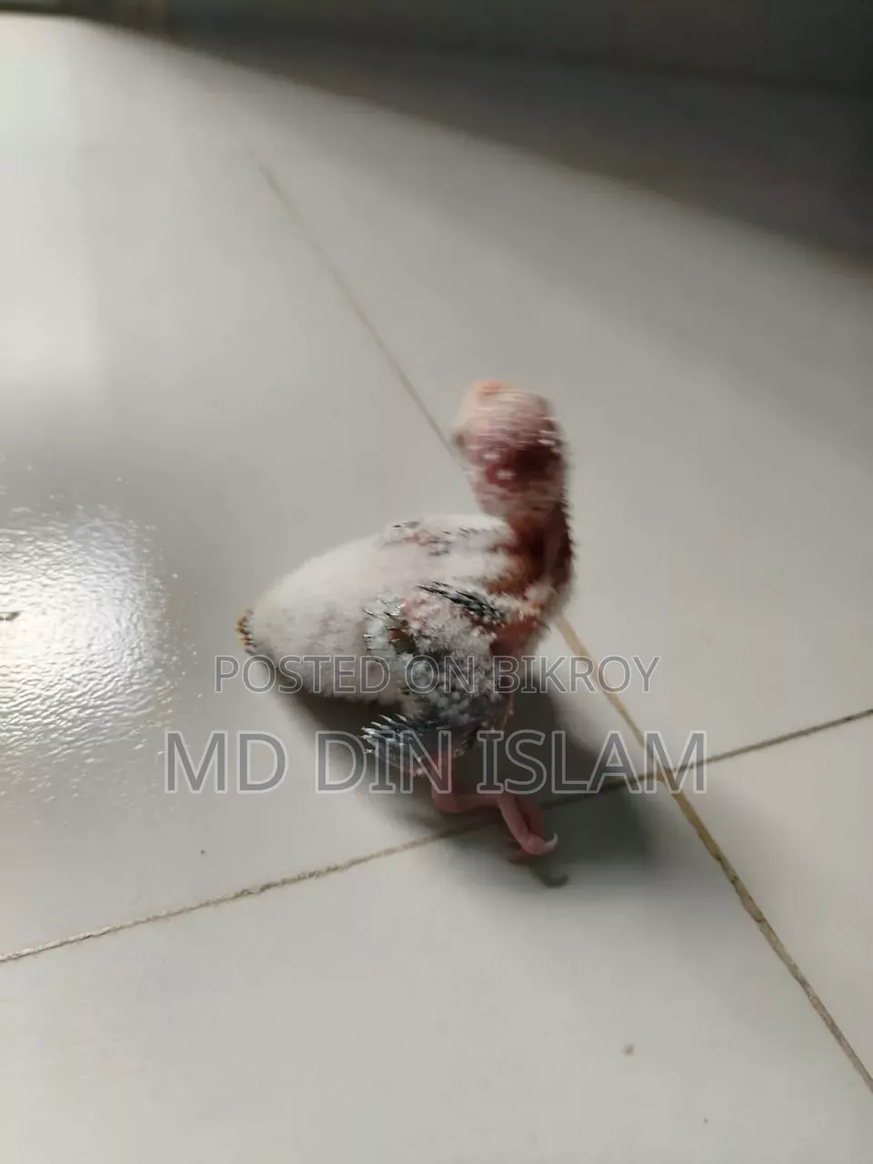 পাইন আপেল কুনুর