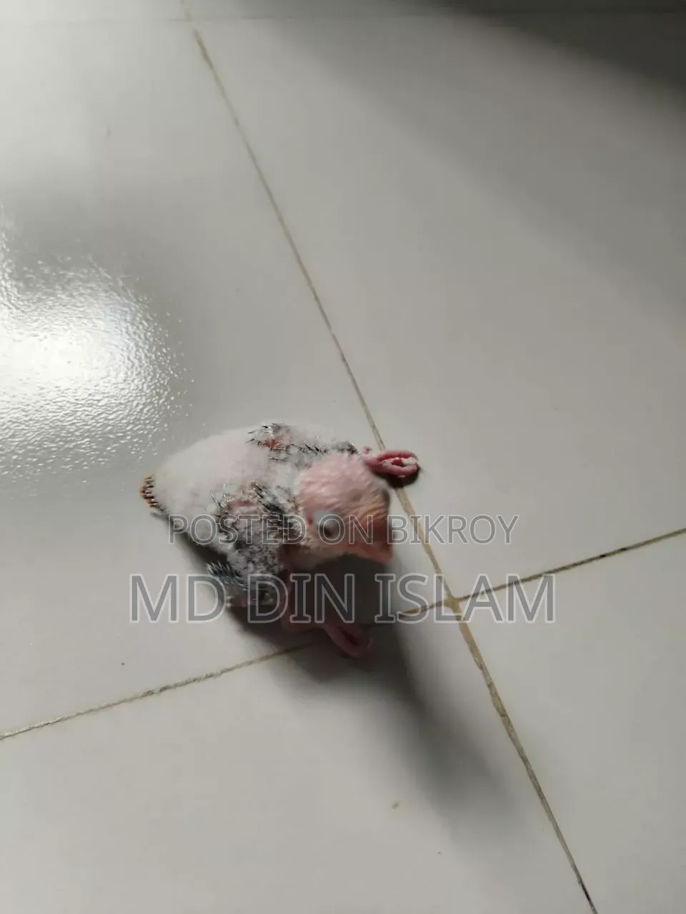 পাইন আপেল কুনুর
