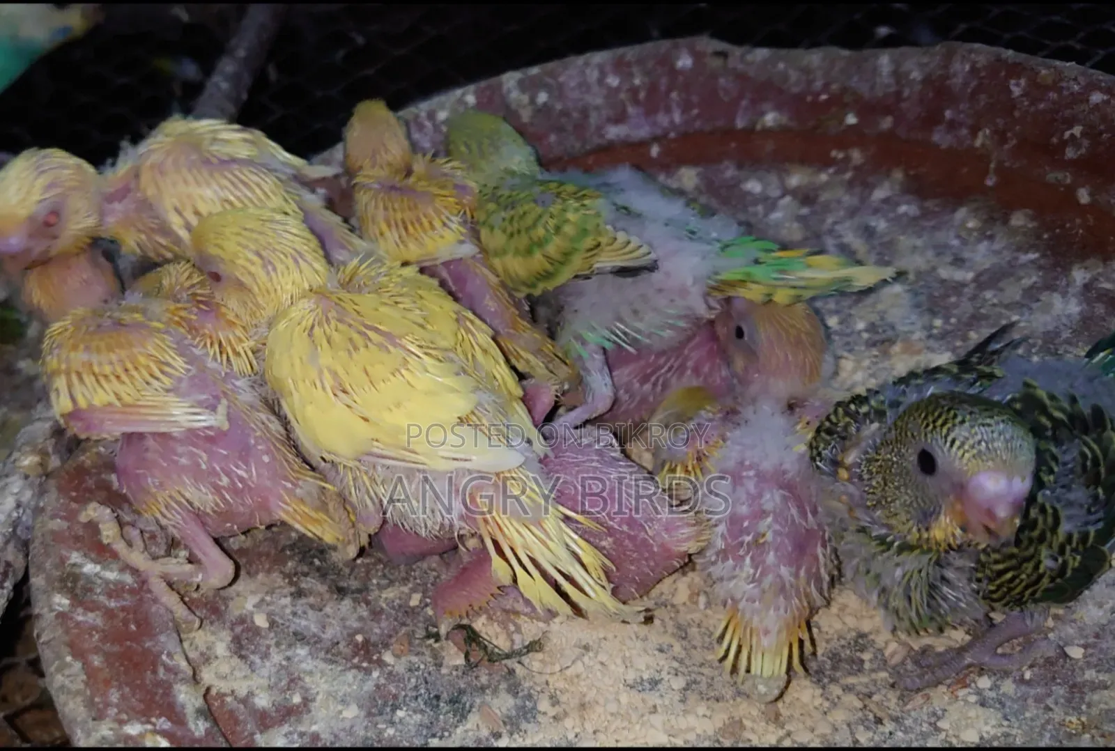 Tame Size Budgerigar