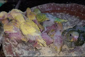 Tame Size Budgerigar