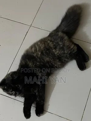 ৩-৬ মাস বয়সী মিক্সড ব্রিড পার্সিয়ান বিড়াল