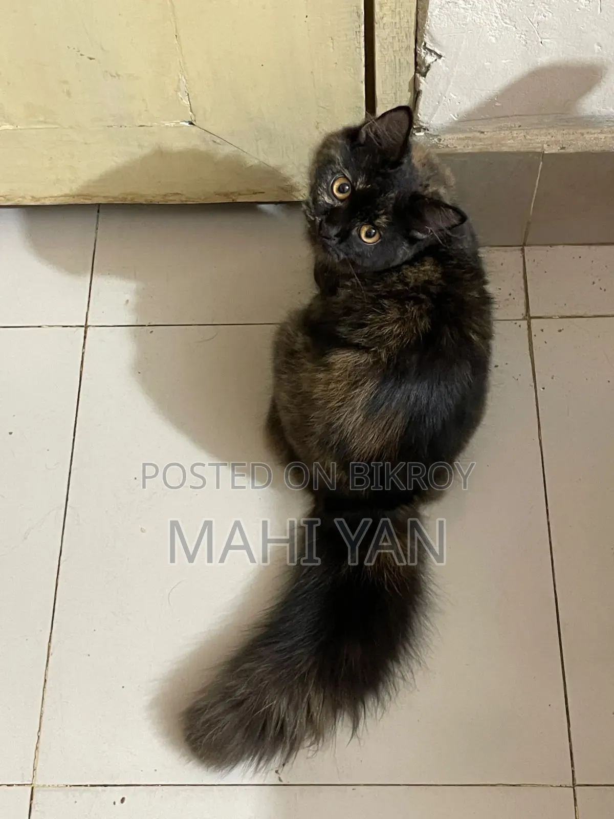 ৩-৬ মাস বয়সী মিক্সড ব্রিড পার্সিয়ান বিড়াল