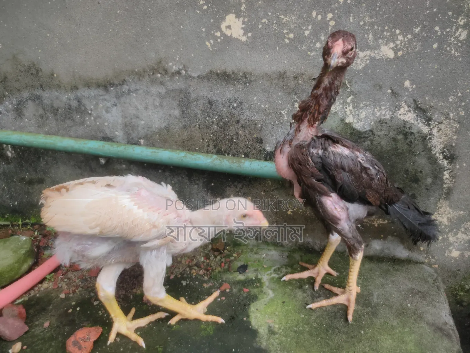 আছিল মুরগির বাচ্চা বিক্রয় হবে