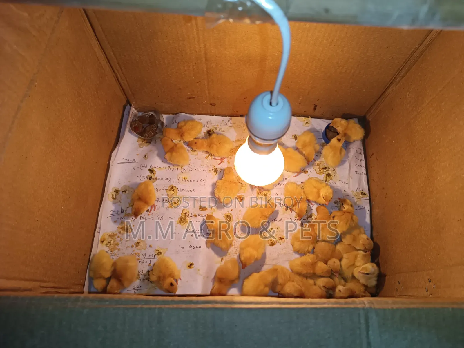 European Giant Coturnix Zero Day Old Chicks