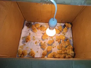 European Giant Coturnix Zero Day Old Chicks