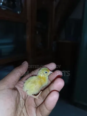 European Giant Coturnix Zero Day Old Chicks