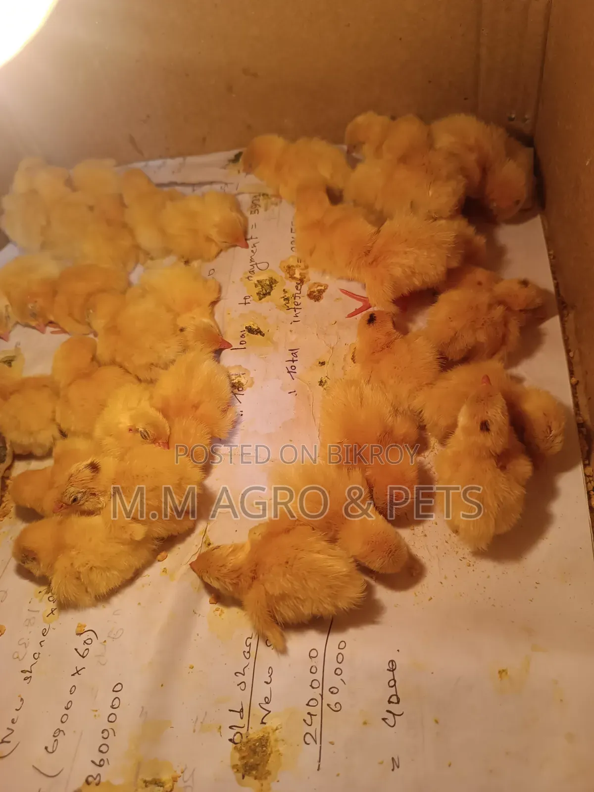 European Giant Coturnix Zero Day Old Chicks