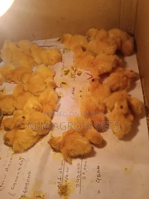 European Giant Coturnix Zero Day Old Chicks