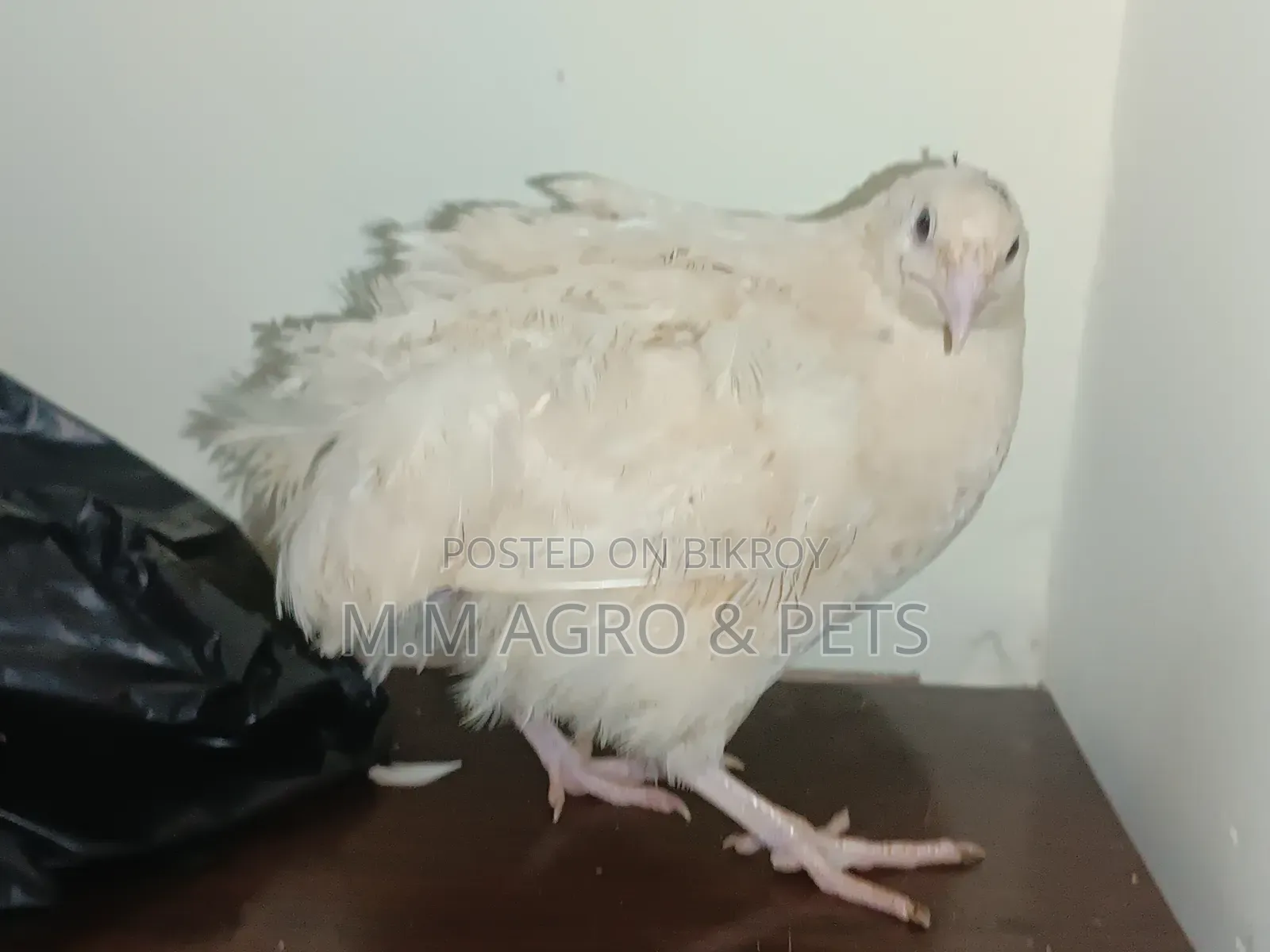 European Giant Coturnix Zero Day Old Chicks