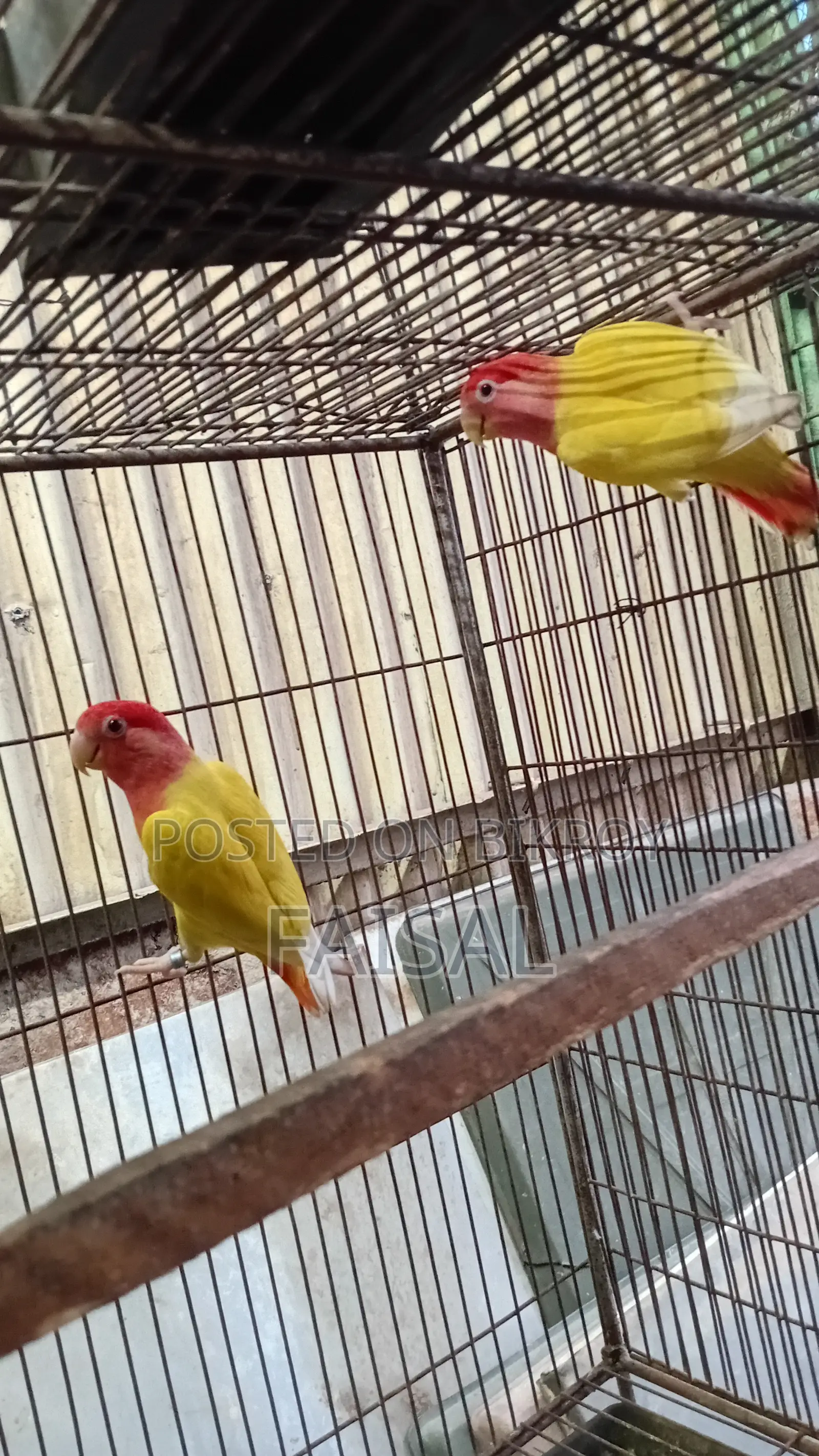 Red Head Lutino Opaline Love Bird