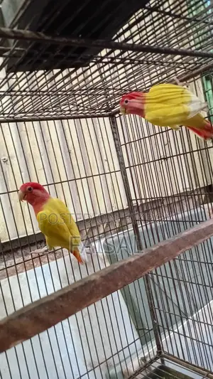 Red Head Lutino Opaline Love Bird