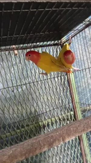 Red Head Lutino Opaline Love Bird