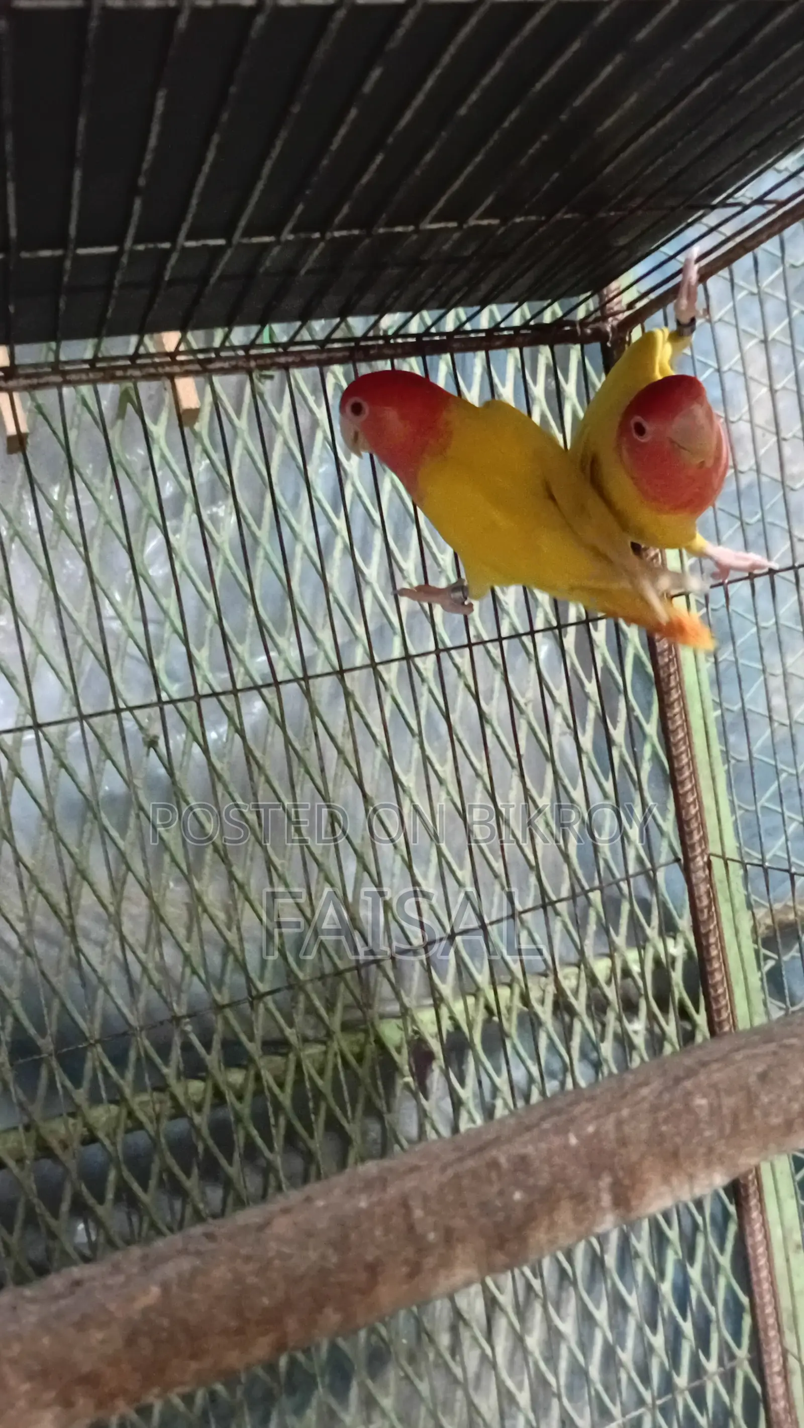 Red Head Lutino Opaline Love Bird