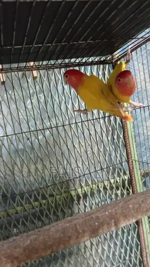 Red Head Lutino Opaline Love Bird