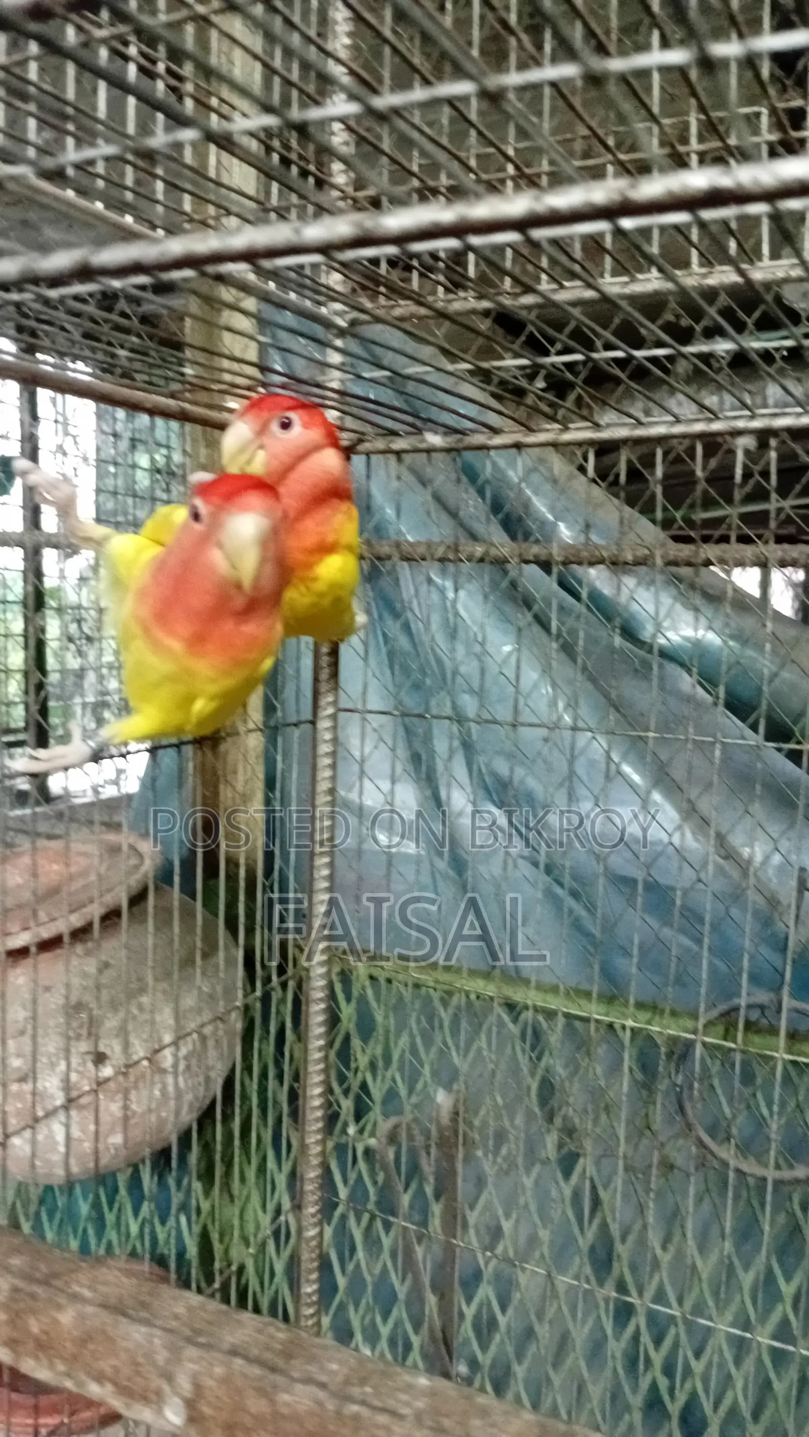 Red Head Lutino Opaline Love Bird