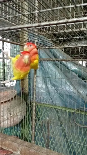 Red Head Lutino Opaline Love Bird