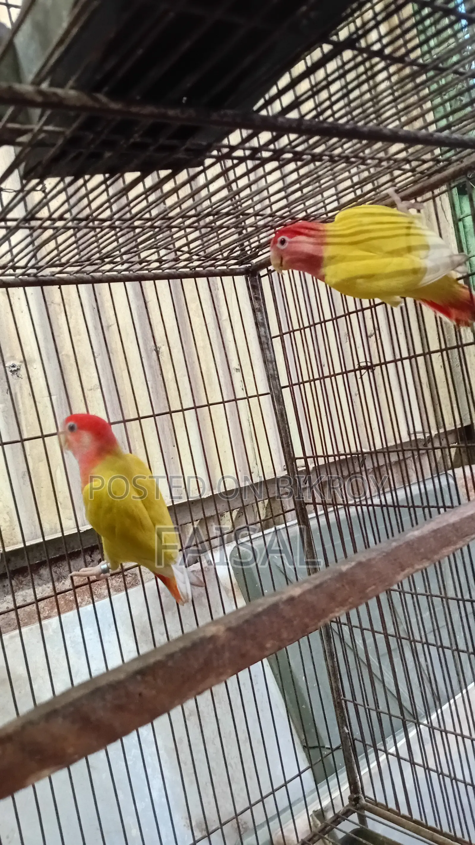 Red Head Lutino Opaline Love Bird