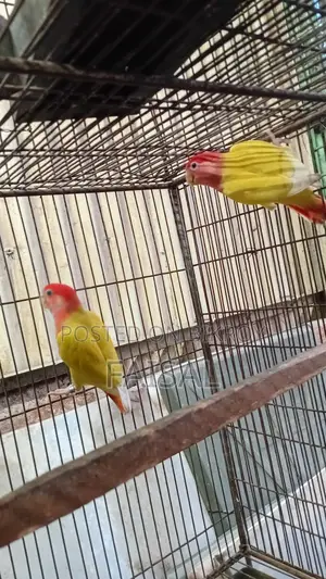 Red Head Lutino Opaline Love Bird