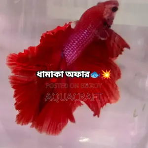 Halfmoon Betta Fish. Get such a beautiful fish for only Taka.