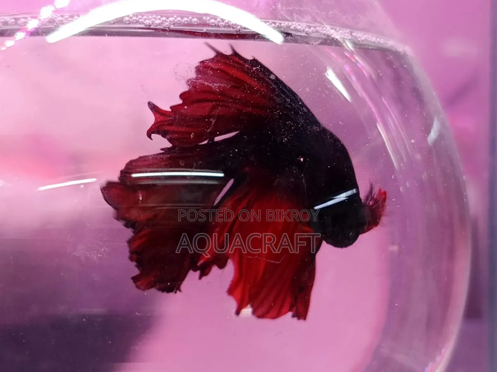 Halfmoon Betta Fish. Get such a beautiful fish for only Taka.