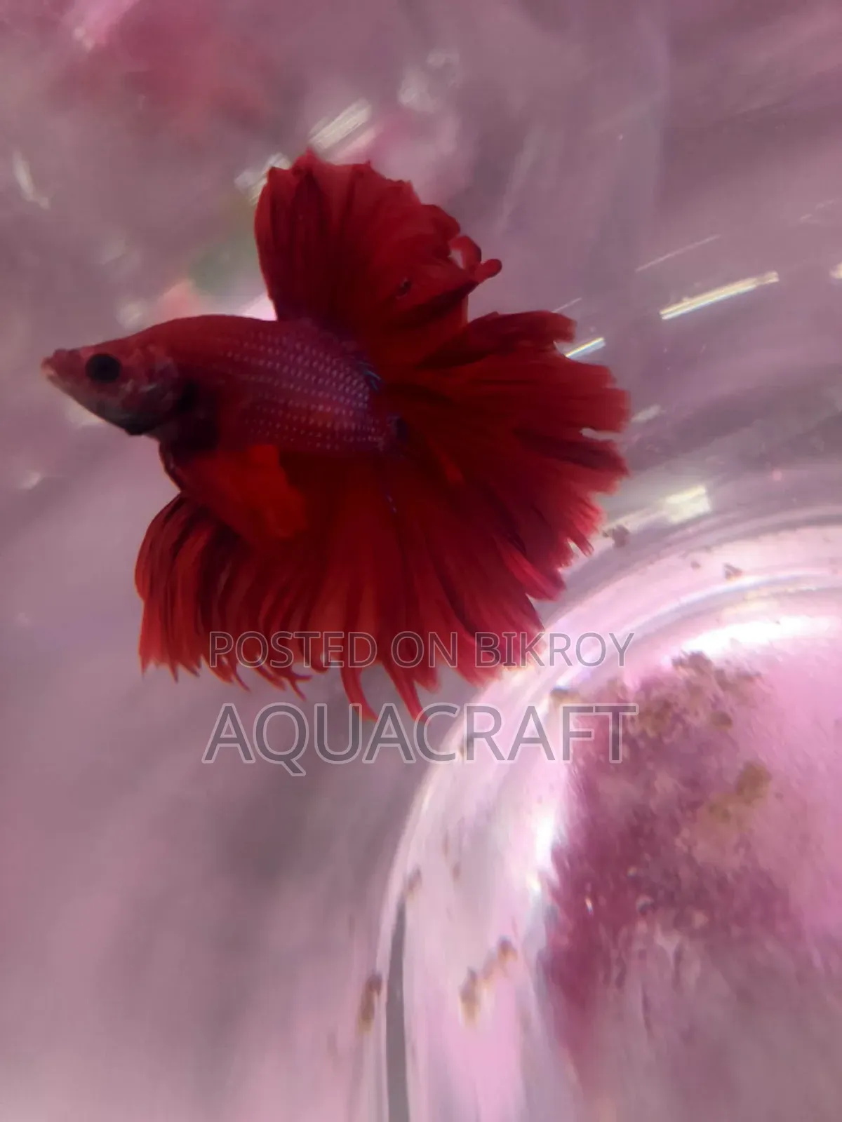 Halfmoon Betta Fish. Get such a beautiful fish for only Taka.