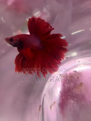 Halfmoon Betta Fish. Get such a beautiful fish for only Taka.