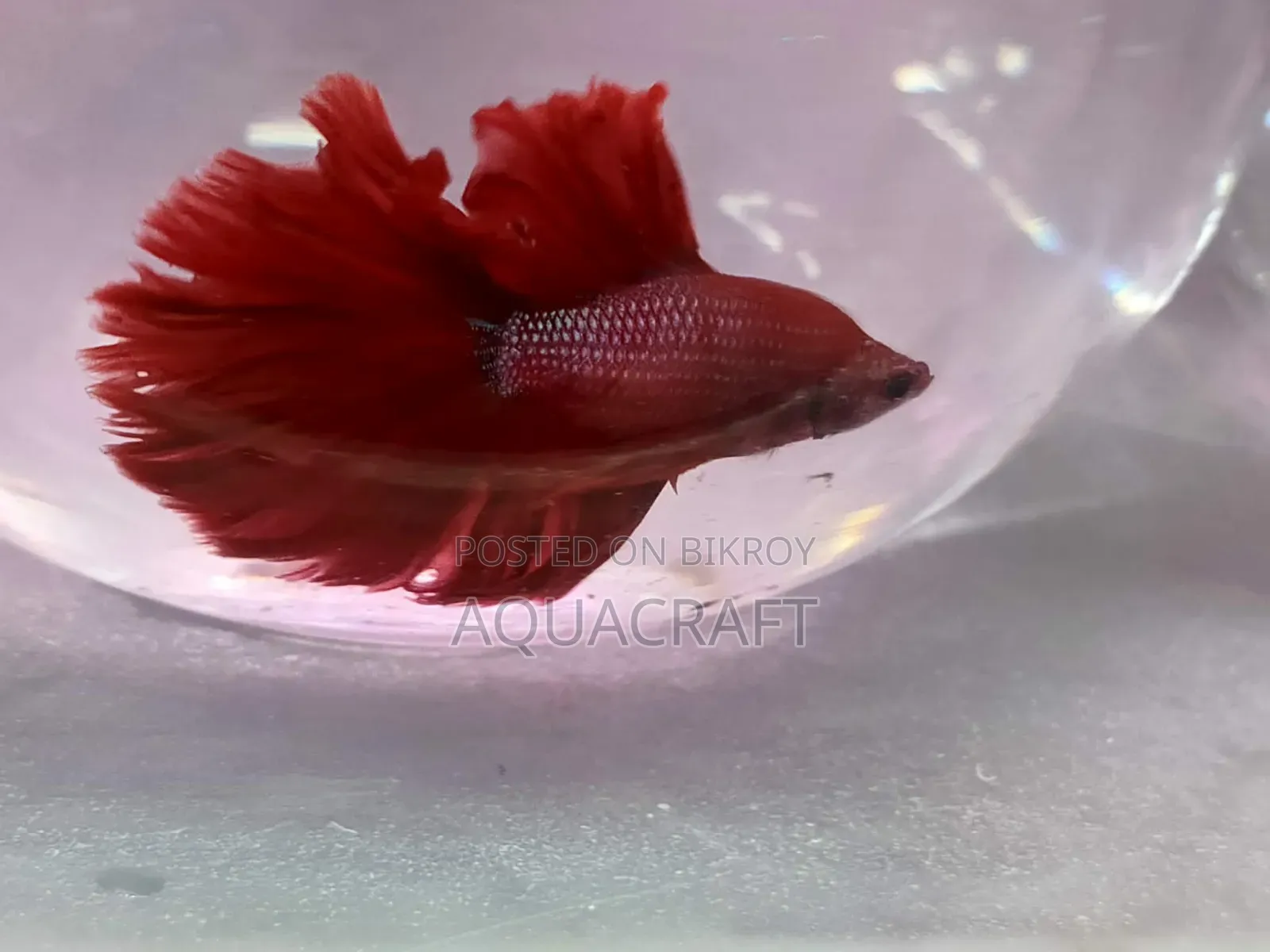 Halfmoon Betta Fish. Get such a beautiful fish for only Taka.
