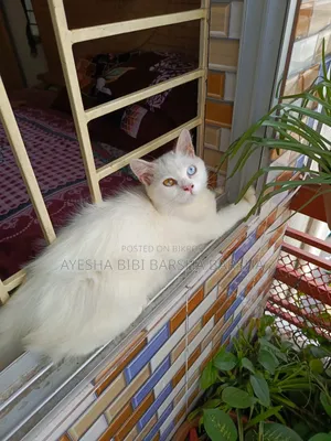 3-6 Months Male Purebred Persian