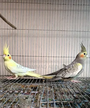 ককাটেল জোড়া
