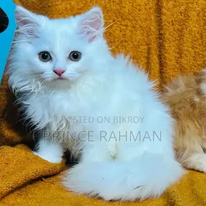 1-3 Months Male Purebred Persian