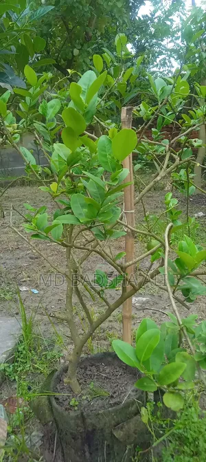 12-month Lemon Sapling, which will bear fruit all year round