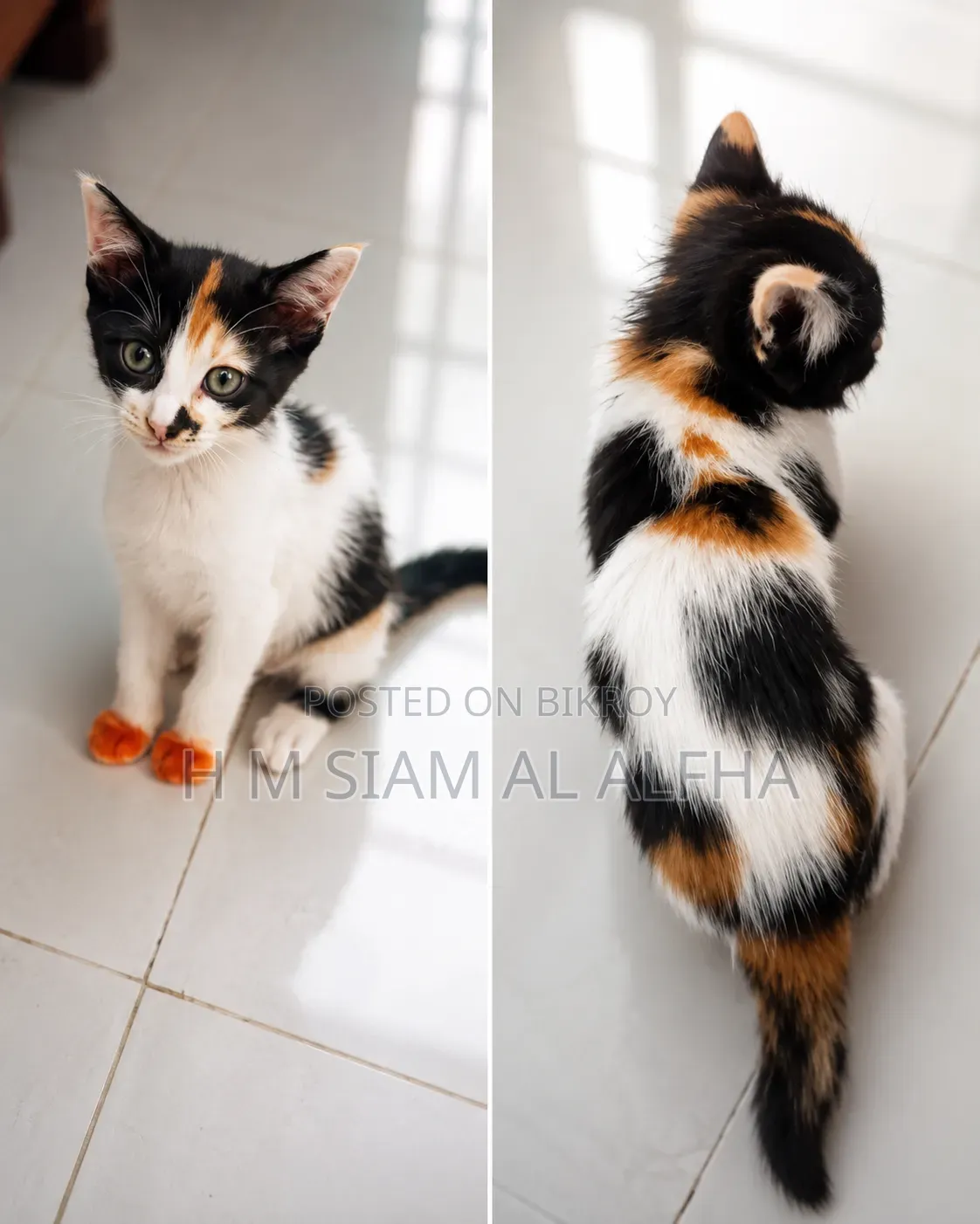 1-3 months Male Mixed Breed British Shorthair