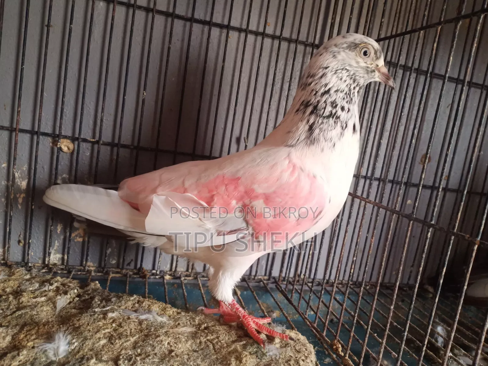 রানিং নর ডিমে