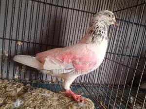 রানিং নর ডিমে
