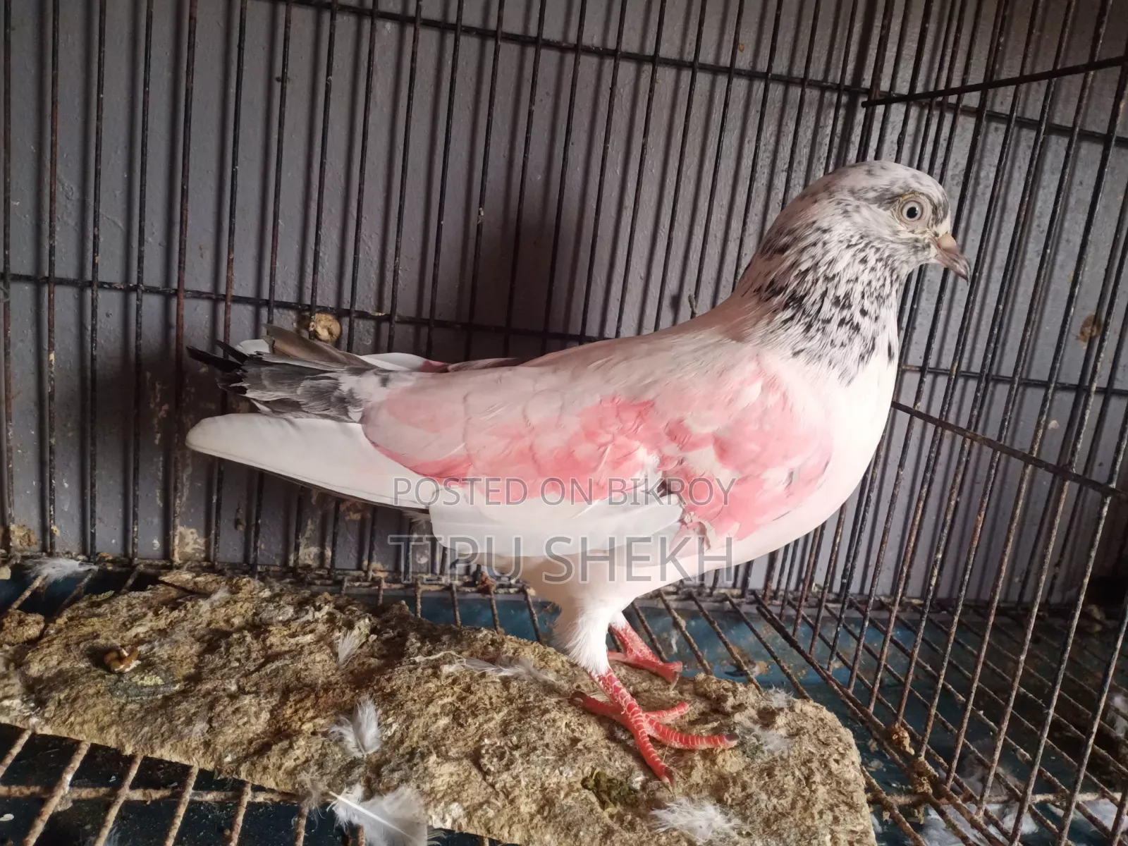 রানিং নর ডিমে