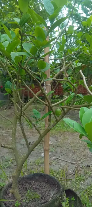 12-month Lemon Sapling, which will bear fruit all year round