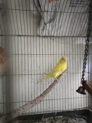 Budgerigar Lutino Female Adult