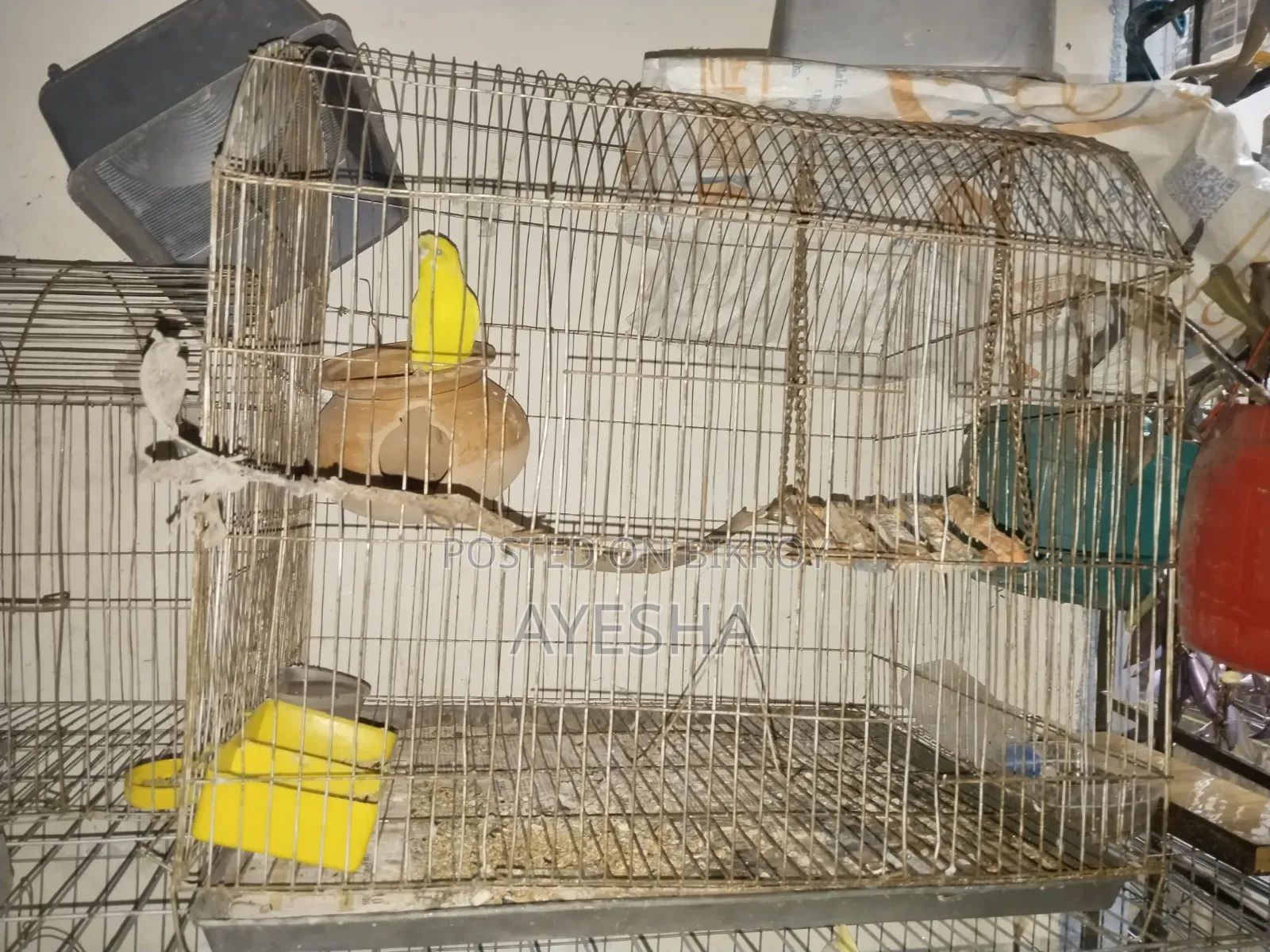 Budgerigar Lutino Female Adult