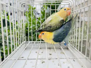 সেরা মানের নতুন প্রাপ্তবয়স্ক জোড়া