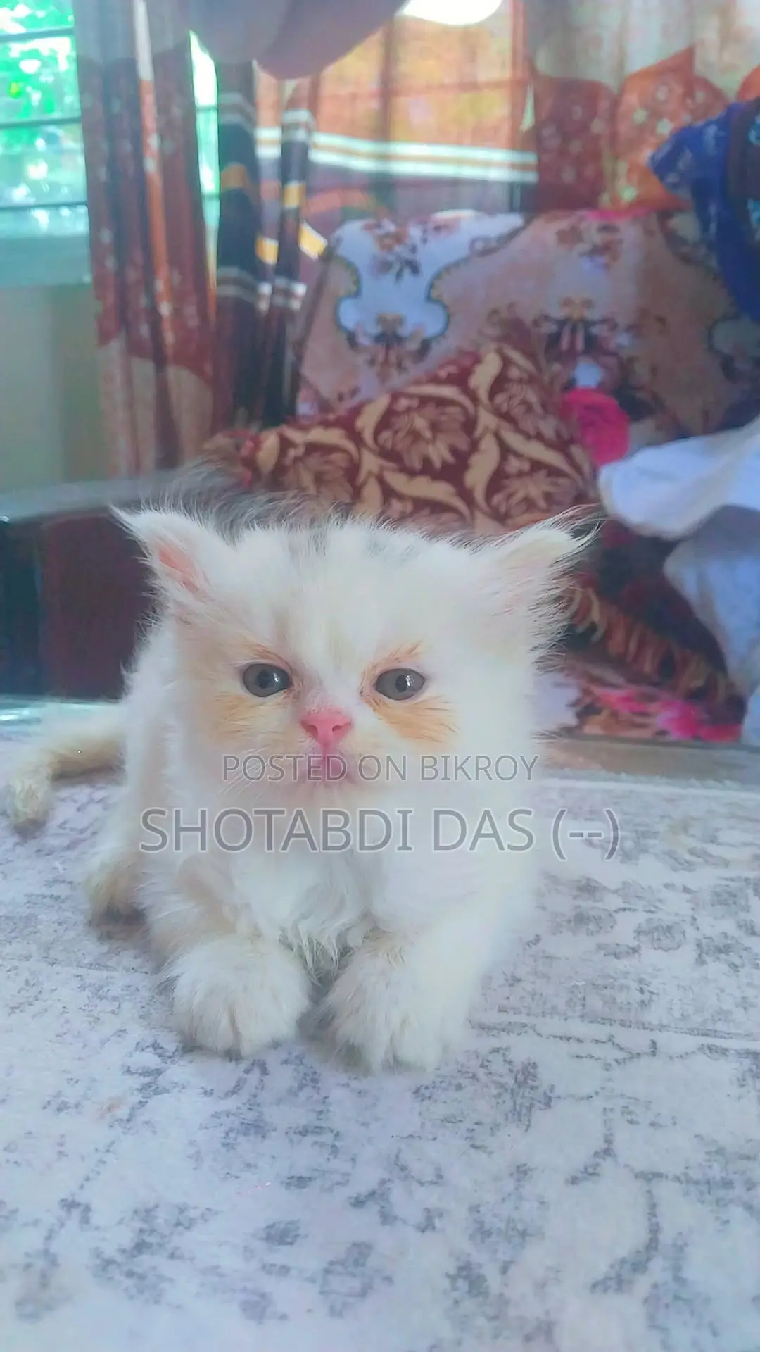 1-3 Months Female Purebred Persian