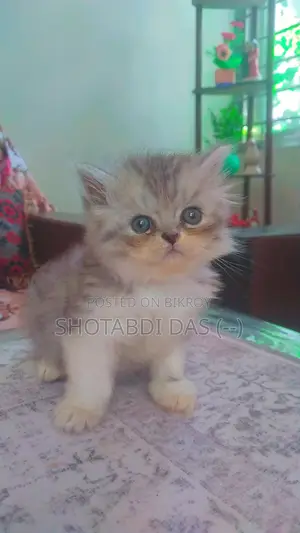 1-3 Months Female Purebred Persian