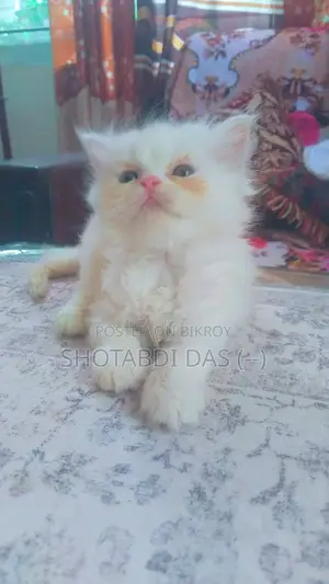 1-3 Months Female Purebred Persian