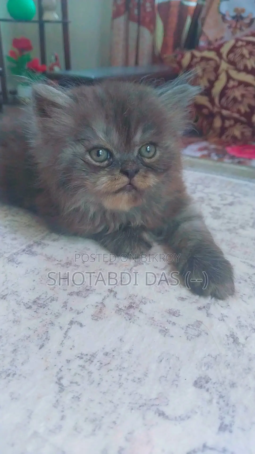 1-3 Months Female Purebred Persian