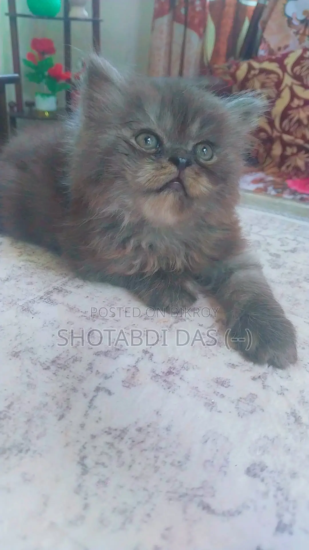 1-3 Months Female Purebred Persian