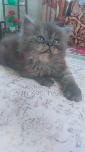 1-3 Months Female Purebred Persian