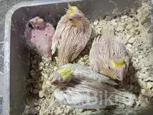 Cockatiel chicks