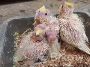 Cockatiel chicks